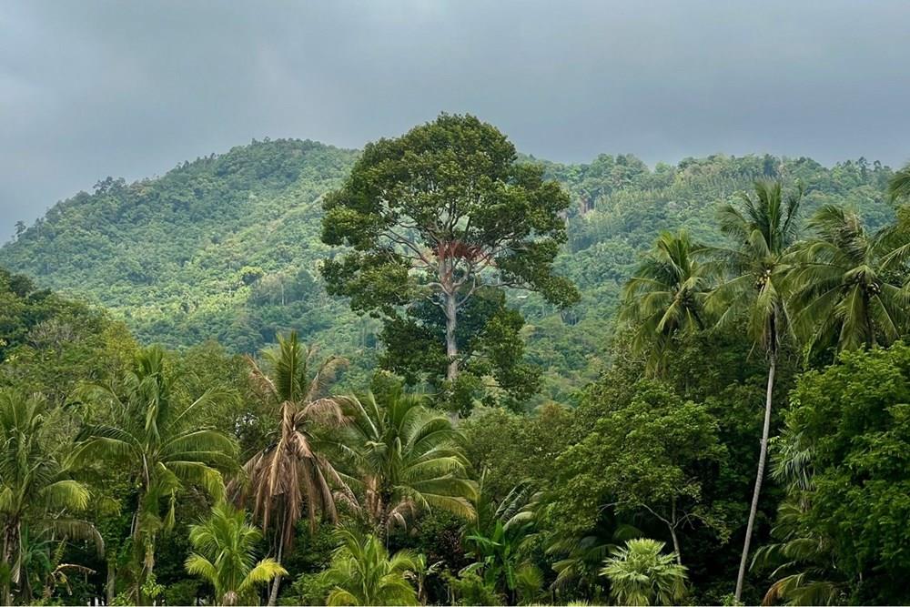 Land - Residential - For Sale - Koh Samui, Surat Thani - S__206528522_0.jpg - 920121030-297