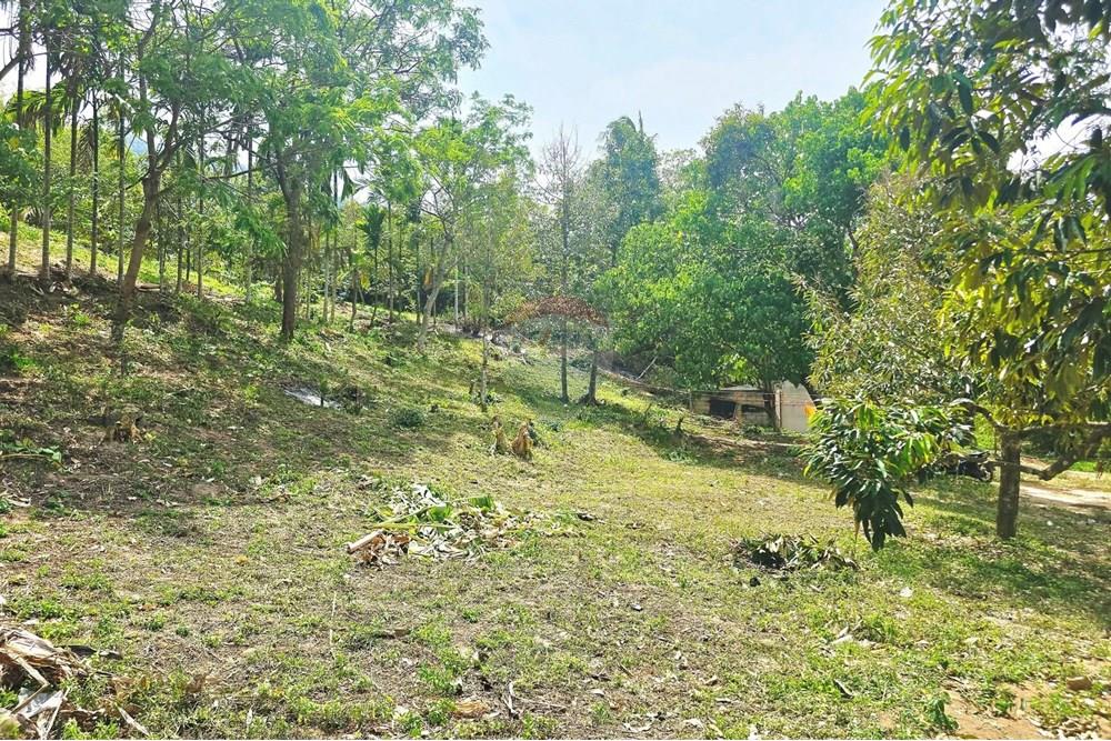 Land - Residential - For Sale - Koh Samui, Surat Thani - 008.jpg - 920121018-328