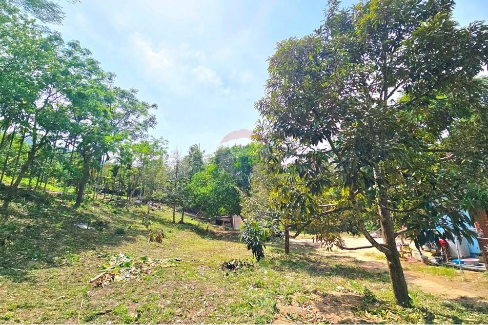 Land - Residential - For Sale - Koh Samui, Surat Thani - 545782607_10222887928026517_1965723825859945828_n.jpg - 920121018-328