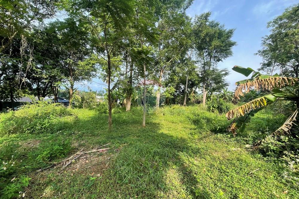 Land - Residential - For Sale - Koh Samui, Surat Thani - IMG_3258.jpeg - 920121079-31