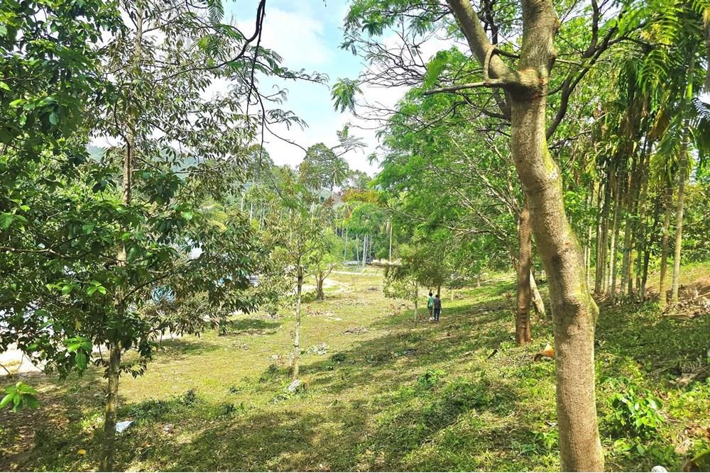 Land - Residential - For Sale - Koh Samui, Surat Thani - 546098335_10222887929826562_5081159773856663194_n.jpg - 920121018-328