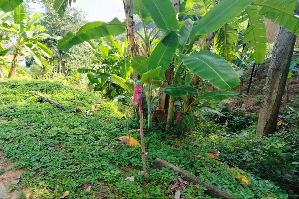 Land - Residential - For Sale - Koh Samui, Surat Thani - 627018_0.jpg - 920121075-92