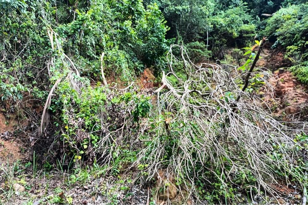 Land - Residential - For Sale - Koh Samui, Surat Thani - WhatsApp Image 2025-09-30 at 15.42.36_6d29e9bc.jpg - 920121083-65