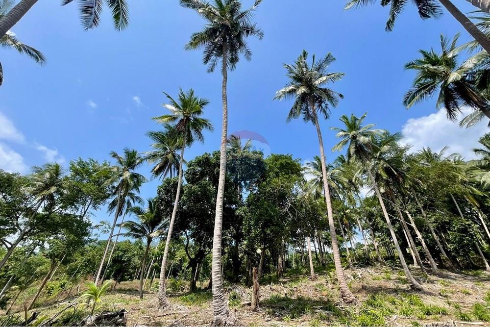 Land - Residential - For Sale - Koh Samui, Surat Thani - WhatsApp Image 2026-03-13 at 22.04.35.jpeg - 920121068-92
